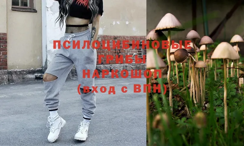 Псилоцибиновые грибы Magic Shrooms  МЕГА зеркало  Гвардейск 